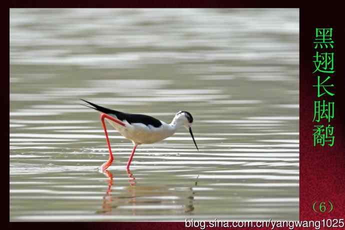 黑翅长脚鹬（6）