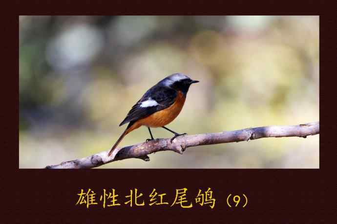 雄性北红尾鸲(9) 雄性北红尾鸲(9)