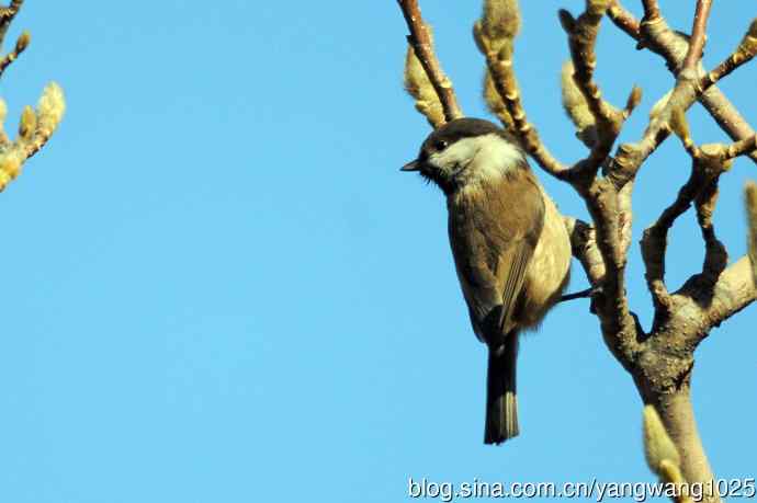 北京月坛公园的鸟类——褐头山雀（库存片）