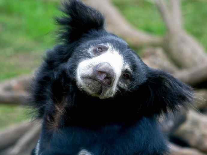 盘点十二大著名食蚁动物:懒熊 盘点十二大著名食蚁动物:懒熊