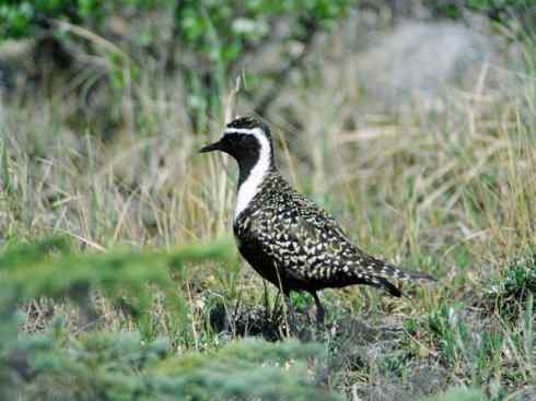 鸟类之最:北美金鸻