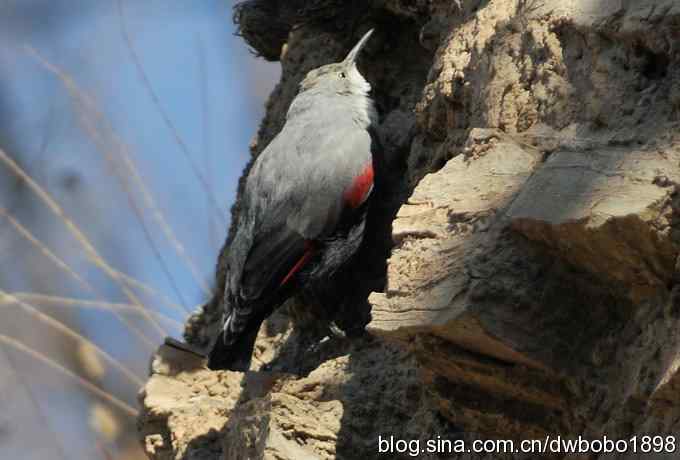 优雅红翅 旋壁山岩
