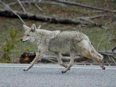 犬科:犬亚科犬属之郊狼、红狼 犬科:犬亚科犬属之郊狼、红狼