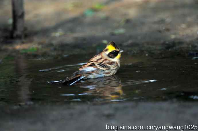 雌性黄喉鹀(6) 雌性黄喉鹀(6)