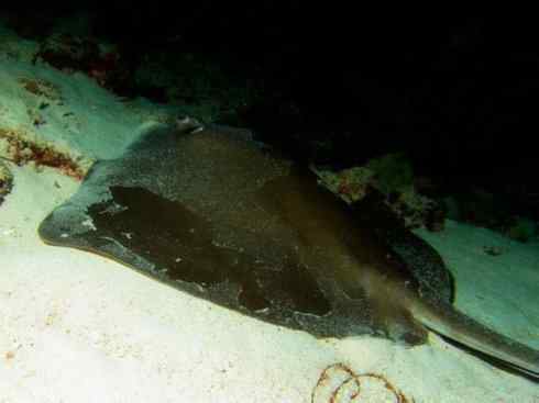 自然奇观：动物大迁徙(鲼)