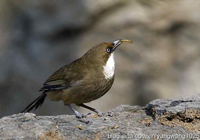 北京又现新品种(白喉噪鹛) wbr3 北京又现新品种(白喉噪鹛) wbr3