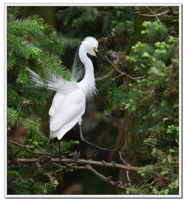 尼康V1相机拍摄的象山白鹭