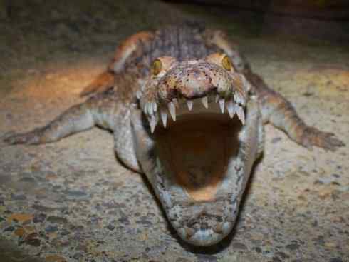 龙：传说的兽原型探秘（鳄类）