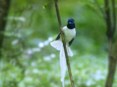 美丽无罪：雀鸟之欣赏2