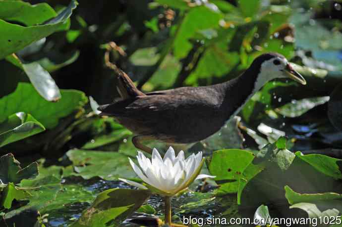 白胸苦恶鸟（6）