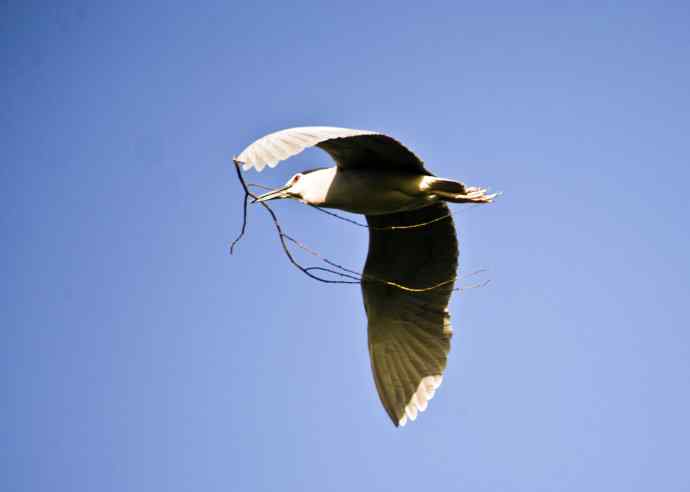 夜鹭(2011年4月) 夜鹭(2011年4月)