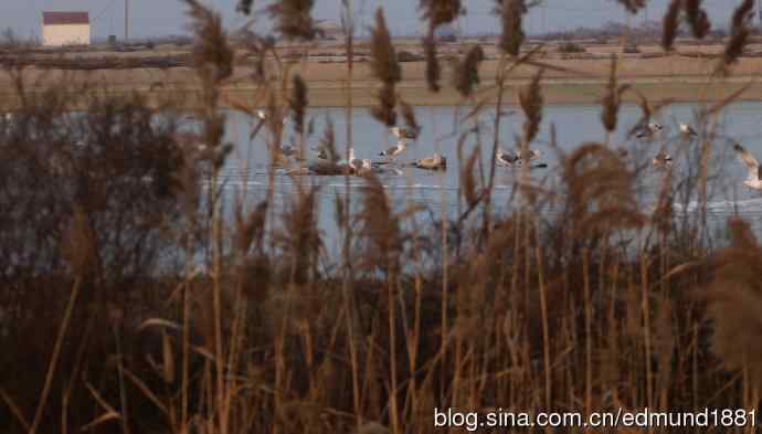 野外的珍禽丹顶鹤-穷人大炮及望远镜拍摄