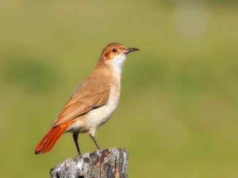十大鸟类建筑师之三（柳莺、犀鸟）