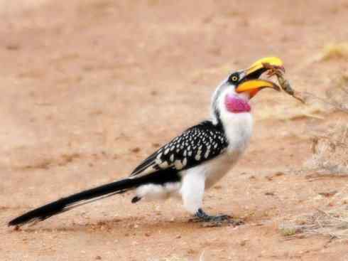 天生猎手：非猛禽类猎手之三（捕蛇高手蛇鹫、地犀鸟）