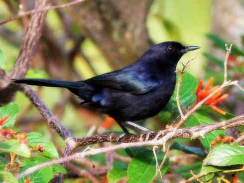 雀鸟也彪悍：别惹我（小嘲鸫）