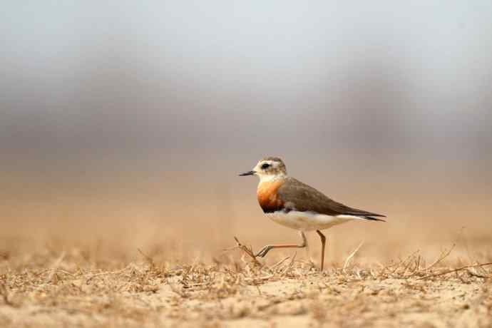 【春天的消息】（最先来到北京的迁徙排头兵---东方鸻）