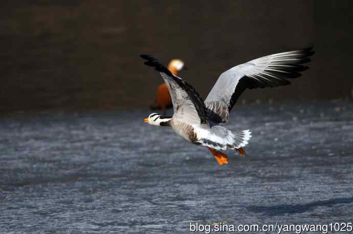 斑头雁（抓拍）14