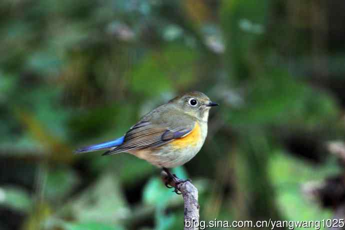 雌性红胁蓝尾鸲(48) 雌性红胁蓝尾鸲(48)