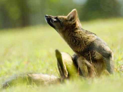 犬科：狐亚科伪狐属之高地狐、河狐、秘鲁狐