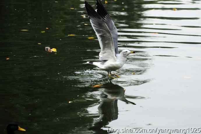 北京动物园的鸟类——海鸥(1)