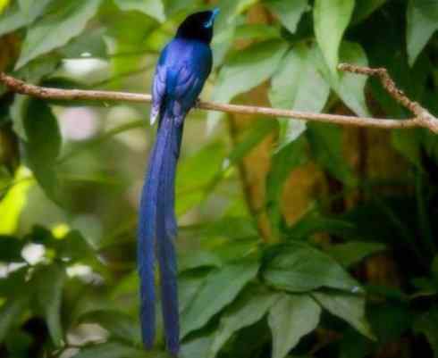 家禽驯化之源之二十九