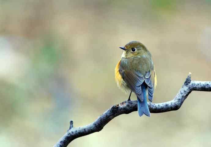 雌性红胁蓝尾鸲（11）