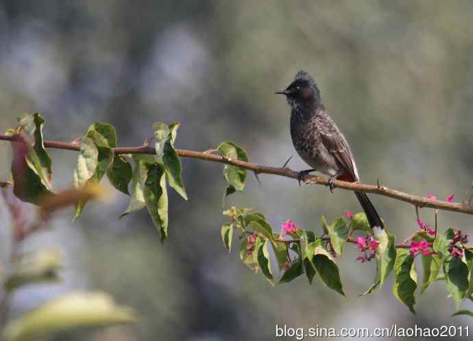 尼泊尔的鸟鈥斺敽诤砗焱勿