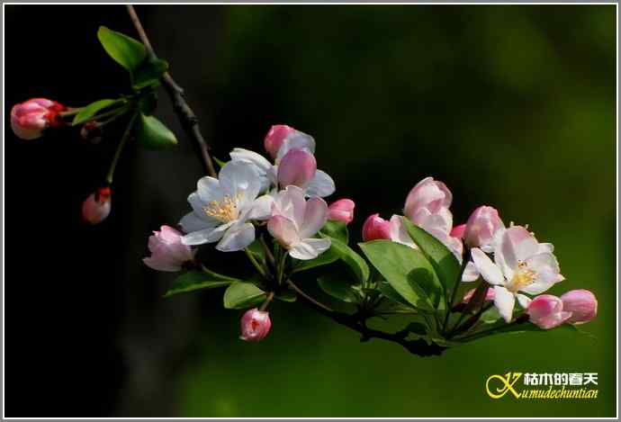 巧遇鈥溁仆勿氢潯菊掌