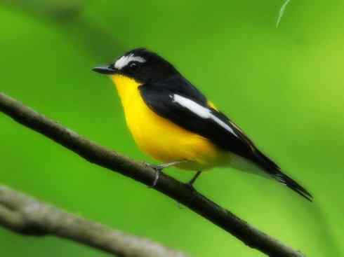 美丽无罪：雀鸟之姬鹟