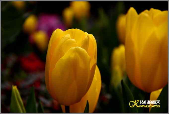 花开迎新春【照片】