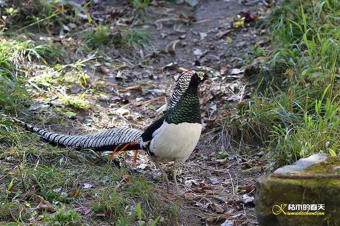 康定拍鈥湴赘菇跫︹