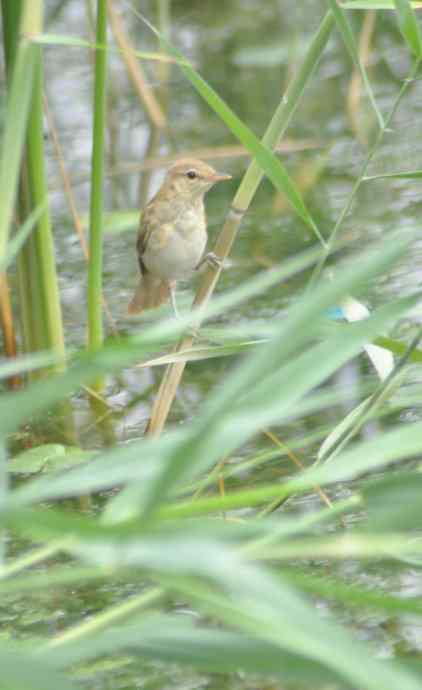 很难捕捉的苇莺 wbr1