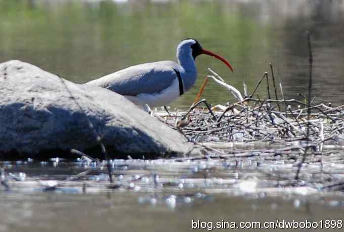 鹮嘴鹬-白河峡谷的精灵
