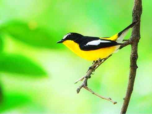 美丽无罪：雀鸟之姬鹟