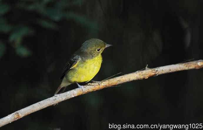 雌性绿背姬鶲（8）