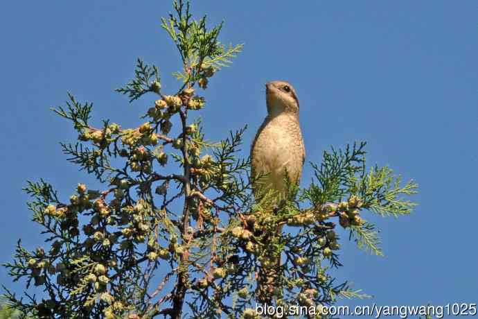虎纹伯劳(1) 虎纹伯劳(1)