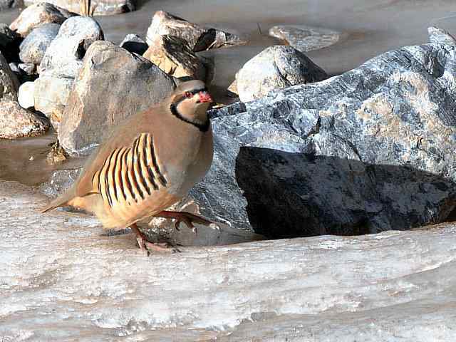 石鸡 wbr. wbr时机