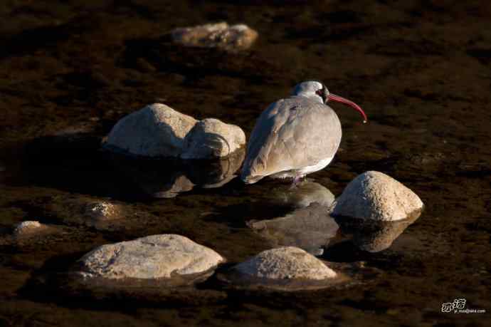 为白河湾鹮嘴鹬的生存环境担忧