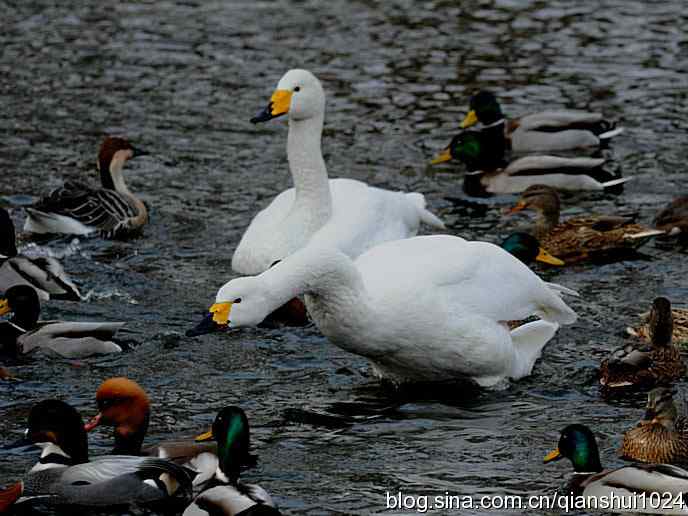 水禽湖冬季运动会