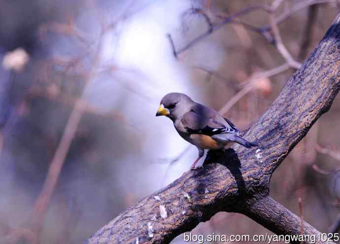 黑尾蜡嘴雀 wbr3