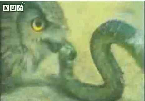 难得一见的猫头鹰捕蛇视频