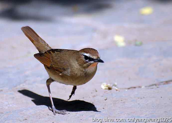 红喉歌鸲（雌性）续1