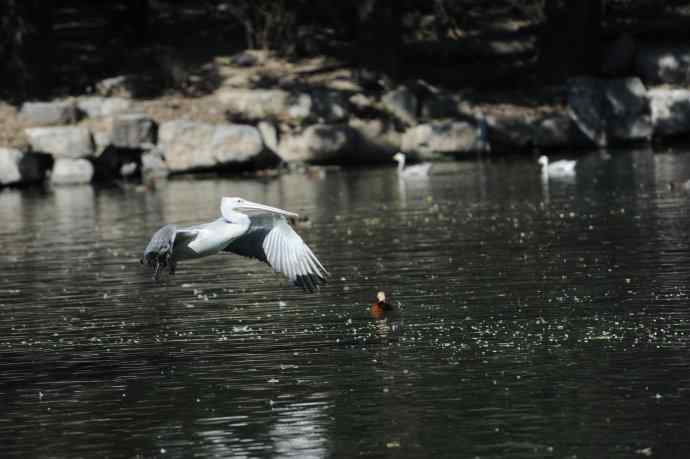 再拍大鹈鹕 wbr8