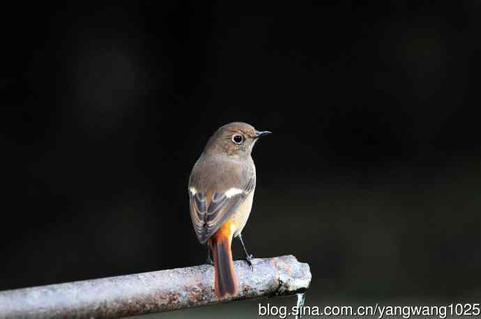 雌性北红尾鸲(10) 雌性北红尾鸲(10)