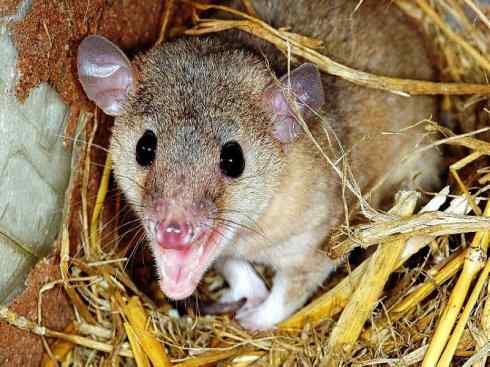 动物世界：山寨还是原创之十一