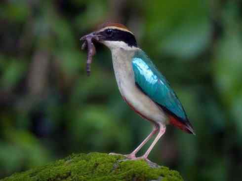 美丽无罪：雀鸟之八色鸫