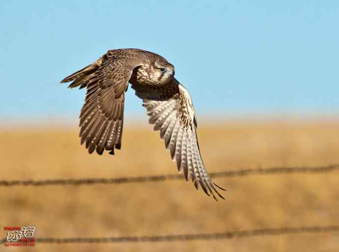 达里湖&nbsp;wbr路&nbsp;wbr猎隼