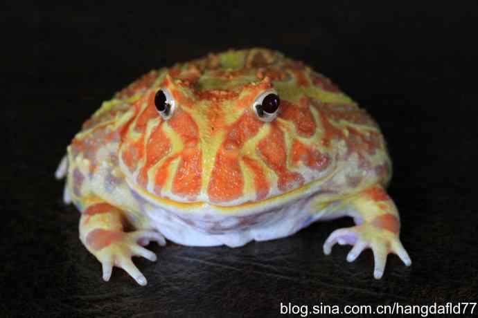 青蛙乎？蛤蟆乎？