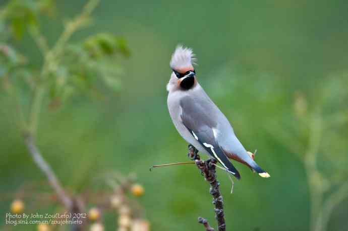 大太平鸟鈥斺斊砼翁