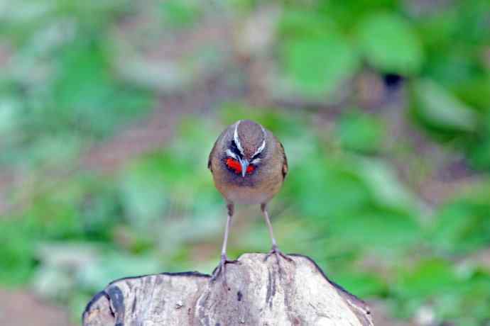 雄性红喉歌鸲（5）